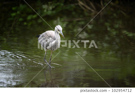 Grey heron in a river in Kent, UK. The heron is wading through the water towards the camera. Grey heron (Ardea cinerea) in Kelsey Park, Beckenham, Greater London. The park is famous for its herons. Grey heron in a river in Kent, UK. The heron is wading through the water towards the camera. Grey heron (Ardea cinerea) in Kelsey Park, Beckenham, Greater London. The park is famous for its herons. 102954712