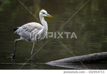 Grey heron in a river in Kent, UK. The heron is wading through the water towards a log. Grey heron (Ardea cinerea) in Kelsey Park, Beckenham, Greater London. The park is famous for its herons. Grey heron in a river in Kent, UK. The heron is wading through the water towards a log. Grey heron (Ardea cinerea) in Kelsey Park, Beckenham, Greater London. The park is famous for its herons. 102954713