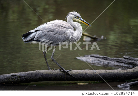 Grey heron in a river in Kent, UK. The heron is standing on a log with neck bent in landscape view. Grey heron (Ardea cinerea) in Kelsey Park, Beckenham, London. The park is famous for its herons. 102954714