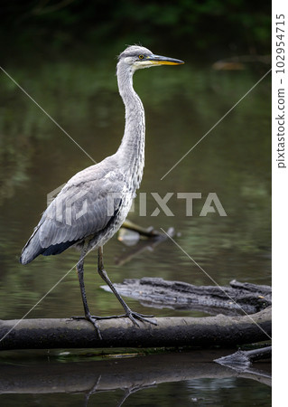 Grey heron in a river in Kent, UK. The heron is on a log standing tall in portrait view. Grey heron (Ardea cinerea) in Kelsey Park, Beckenham, Greater London. The park is famous for its herons. 102954715