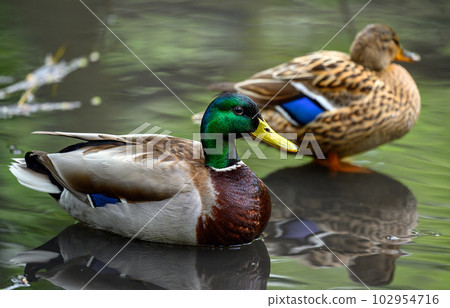 Male and female mallard ducks standing in a lake in Kent, UK. Focus on the foreground mallard drake. Mallard duck (Anas platyrhynchos) in Kelsey Park, Beckenham, Greater London. Male and female mallard ducks standing in a lake in Kent, UK. Focus on the foreground mallard drake. Mallard duck (Anas platyrhynchos) in Kelsey Park, Beckenham, Greater London. 102954716