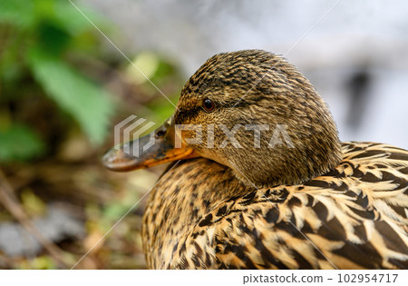 Close up of a female mallard duck in Kent, UK. Focus on the eye and head. Mallard duck (Anas platyrhynchos) in Kelsey Park, Beckenham, Greater London. 102954717