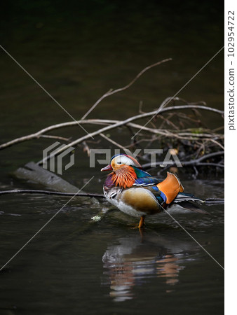 Male mandarin duck standing in a lake in Kent, UK. Duck looking left. Mandarin duck (Aix galericulata) in Kelsey Park, Beckenham, Greater London. The mandarin is a species of wood duck. Male mandarin duck standing in a lake in Kent, UK. Duck looking left. Mandarin duck (Aix galericulata) in Kelsey Park, Beckenham, Greater London. The mandarin is a species of wood duck. 102954722