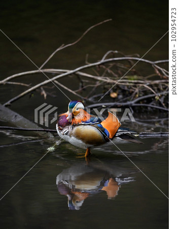 Male mandarin duck standing in a lake in Kent, UK. Duck with reflection looking half left. Mandarin duck (Aix galericulata) in Kelsey Park, Beckenham, London. The mandarin is a species of wood duck. Male mandarin duck standing in a lake in Kent, UK. Duck with reflection looking half left. Mandarin duck (Aix galericulata) in Kelsey Park, Beckenham, London. The mandarin is a species of wood duck. 102954723