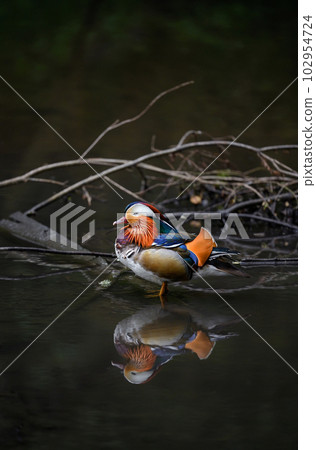 Male mandarin duck standing in a lake in Kent, UK. Duck with perfect reflection looking left. Mandarin duck (Aix galericulata) in Kelsey Park, Beckenham, London. The mandarin is a species of wood duck Male mandarin duck standing in a lake in Kent, UK. Duck with perfect reflection looking left. Mandarin duck (Aix galericulata) in Kelsey Park, Beckenham, London. The mandarin is a species of wood duck 102954724