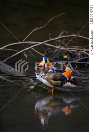 Male mandarin duck standing in a lake in Kent, UK. Duck with looking at the camera. Mandarin duck (Aix galericulata) in Kelsey Park, Beckenham, London. The mandarin is a species of wood duck. Male mandarin duck standing in a lake in Kent, UK. Duck with looking at the camera. Mandarin duck (Aix galericulata) in Kelsey Park, Beckenham, London. The mandarin is a species of wood duck. 102954725