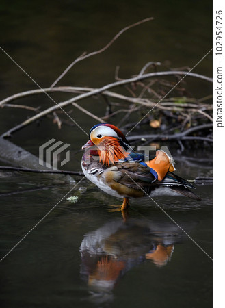 Male mandarin duck standing in a lake in Kent, UK. Duck close up looking left. Mandarin duck (Aix galericulata) in Kelsey Park, Beckenham, Greater London. The mandarin is a species of wood duck. Male mandarin duck standing in a lake in Kent, UK. Duck close up looking left. Mandarin duck (Aix galericulata) in Kelsey Park, Beckenham, Greater London. The mandarin is a species of wood duck. 102954726