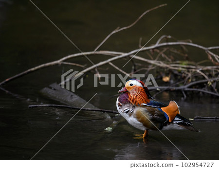 Male mandarin duck standing in a lake in Kent, UK. Duck close up on right looking left. Mandarin duck (Aix galericulata) in Kelsey Park, Beckenham, London. The mandarin is a species of wood duck. 102954727