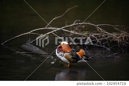 Male mandarin duck standing in a lake in Kent, UK. Duck centered in frame looking left. Mandarin duck (Aix galericulata) in Kelsey Park, Beckenham, London. The mandarin is a species of wood duck. Male mandarin duck standing in a lake in Kent, UK. Duck centered in frame looking left. Mandarin duck (Aix galericulata) in Kelsey Park, Beckenham, London. The mandarin is a species of wood duck. 102954728