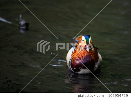 Male mandarin duck swimming on a lake in Kent, UK. Close up view of a duck. Mandarin duck (Aix galericulata) in Kelsey Park, Beckenham, Greater London. The mandarin is a species of wood duck. 102954729
