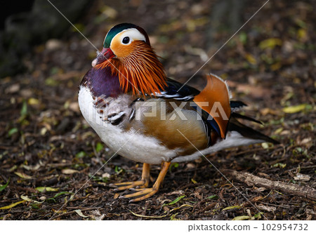 Male mandarin duck standing on land in Kent, UK. Close up view of a duck. Mandarin duck (Aix galericulata) in Kelsey Park, Beckenham, Greater London. The mandarin is a species of wood duck. 102954732