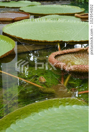 Victoria Amazonica Leaf (Victoria amazonica) 102954802