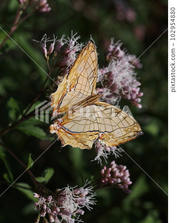 石溝(石崖蝴蝶)棲息在一朵花上 石溝(石崖蝴蝶)棲息在一朵花上 102954880