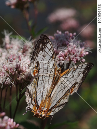Stone Gutter (Stone Cliff Butterfly) perched on a flower Stone Gutter (Stone Cliff Butterfly) perched on a flower 102954888