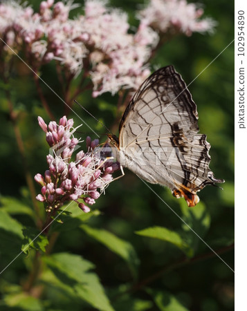 Stone Gutter (Stone Cliff Butterfly) perched on a flower Stone Gutter (Stone Cliff Butterfly) perched on a flower 102954890