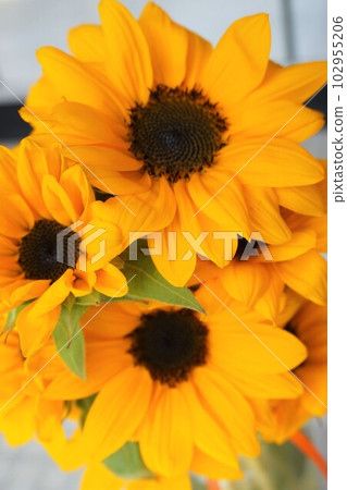 Sunflower Sunflower Sunflower Sunflower 102955206