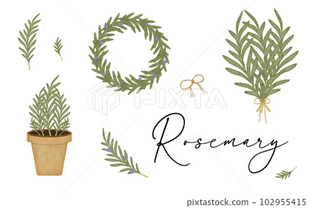 Rosemary Rosemary 102955415