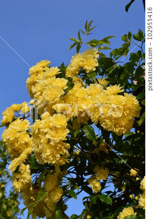 Mokkoubara (Mokko rose) Mokkoubara (Mokko rose) 102955416