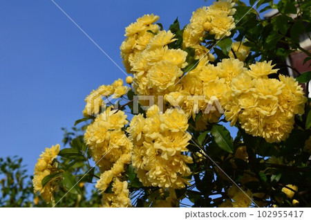 Mokkoubara (Mokko rose) Mokkoubara (Mokko rose) 102955417