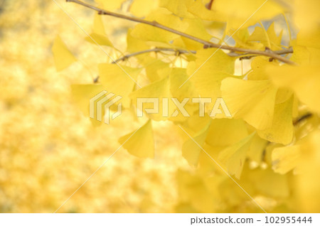Autumn Ginkgo Ginkgo 102955444