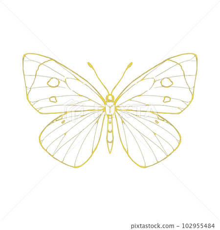 Cabbage butterfly with spread wings / gold leaf style Cabbage butterfly with spread wings / gold leaf style 102955484