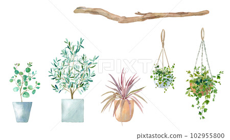 盆栽植物和懸掛植物的水彩插圖。 102955800