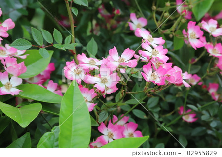 春天花園裡盛開的粉紅色野花 102955829