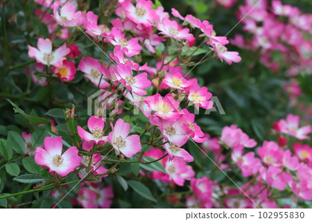 春天花園裡盛開的粉紅色野花 102955830