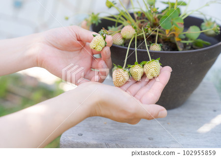 Hand photo of growing strawberries Hand photo of growing strawberries 102955859