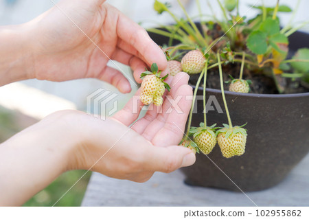 種草莓的手照片 種草莓的手照片 102955862