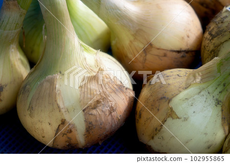 Fresh fresh onion 102955865