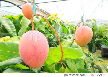 ripening mango ripening mango 102955935
