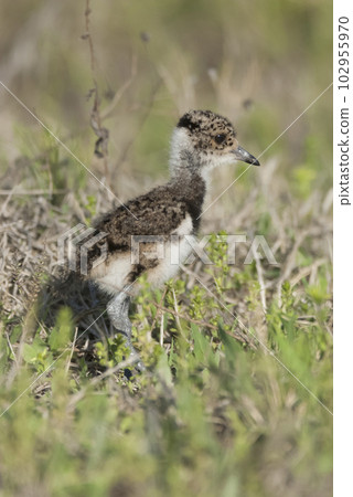 Southern Right whale (Eubalaena Australis) Southern Right whale (Eubalaena Australis) 102955970