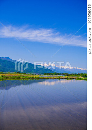 水稻種植後的水田和雪山 水稻種植後的水田和雪山 102956016