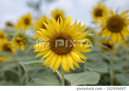 Sunflower 102956697