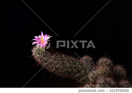 Cactus 102956698