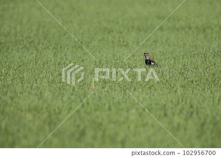 Southern Lapwing in the countryside, La Pampa province, Argentina. 102956700