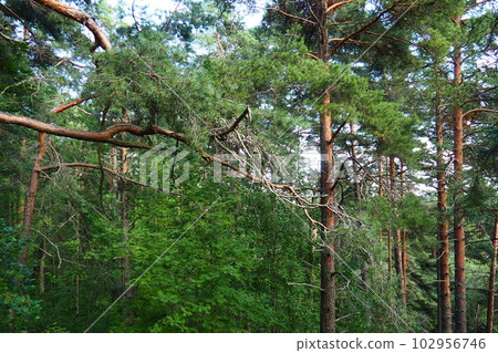The devil's chair is a rocky tract, a geological monument of nature, located on the slope of Vaara Mountain, a former volcano. It is located in Petrozavodsk, Solomennoe, on the coast of Lake Onega. The devil's chair is a rocky tract, a geological monument of nature, located on the slope of Vaara Mountain, a former volcano. It is located in Petrozavodsk, Solomennoe, on the coast of Lake Onega. 102956746