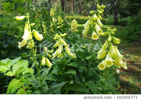 Digitalis lutea, the straw foxglove or small yellow foxglove, is a species of flowering plant in the plantain family Plantaginaceae. Multiple yellow bell-shaped flowers. A plant for a shady flower bed 102956771