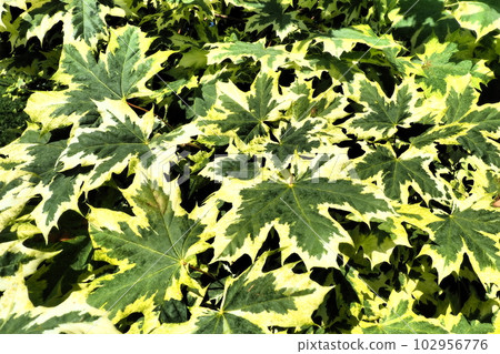 Acer platanoides is a woody plant, a species of the Acer maple genus of the Sapindaceae family (previously this genus was assigned to the Maple family). Drummondi - with white-bordered leaves. Karelia 102956776
