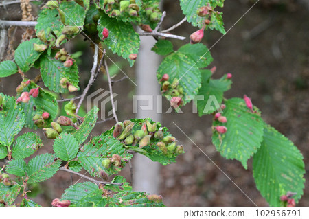 日本榆樹葉上的蟲癭(埼玉縣,5 月) 日本榆樹葉上的蟲癭(埼玉縣,5 月) 102956791