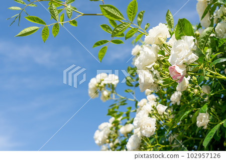 White rose flower in full bloom White rose flower in full bloom 102957126
