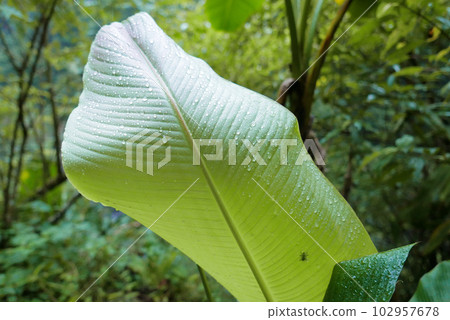 充滿水珠的葉片 充滿水珠的葉片 102957678