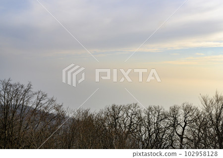 The evening winter sky over the bare branches of trees The evening winter sky over the bare branches of trees 102958128