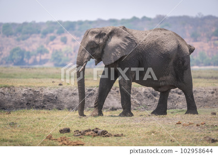 African bush elephant walks over grassy riverbank 102958644