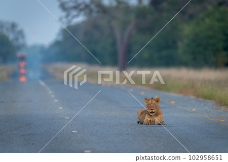 Young male lion lies staring on road Young male lion lies staring on road 102958651