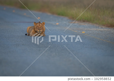 Young male lion lies staring on tarmac Young male lion lies staring on tarmac 102958652