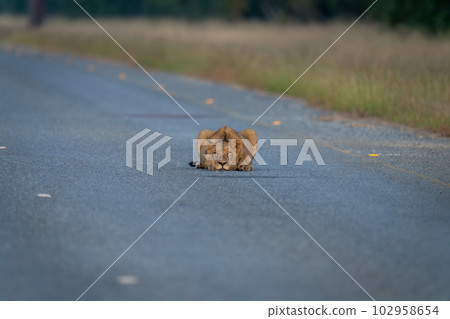 Young male lion lying staring on road Young male lion lying staring on road 102958654
