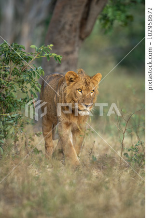 Young male lion walks past leafy bush Young male lion walks past leafy bush 102958672