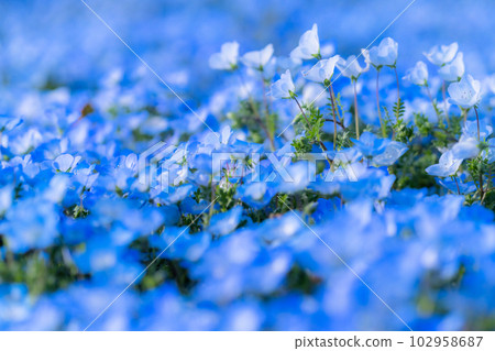 "Tokyo" nemophila field in full bloom, Toneri Park 102958687